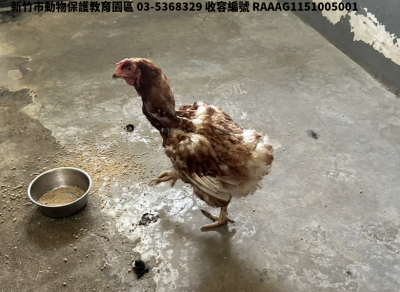 領養小型棕白色母其他