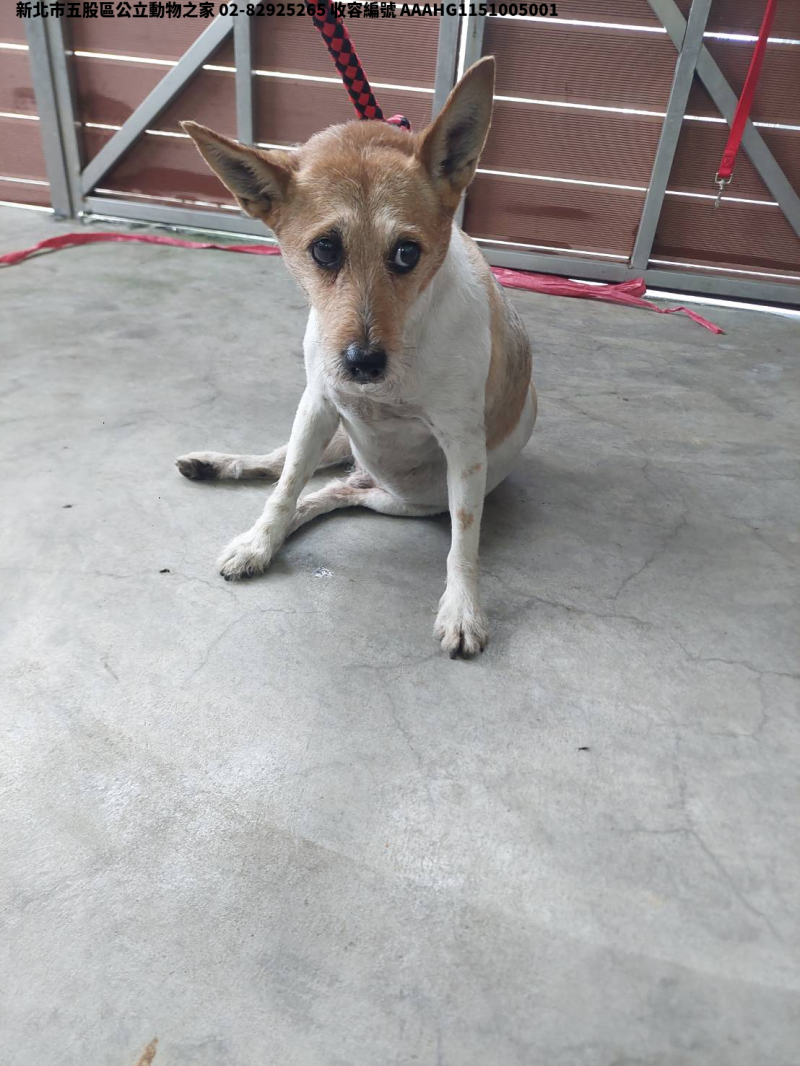 領養中型黃白色公犬