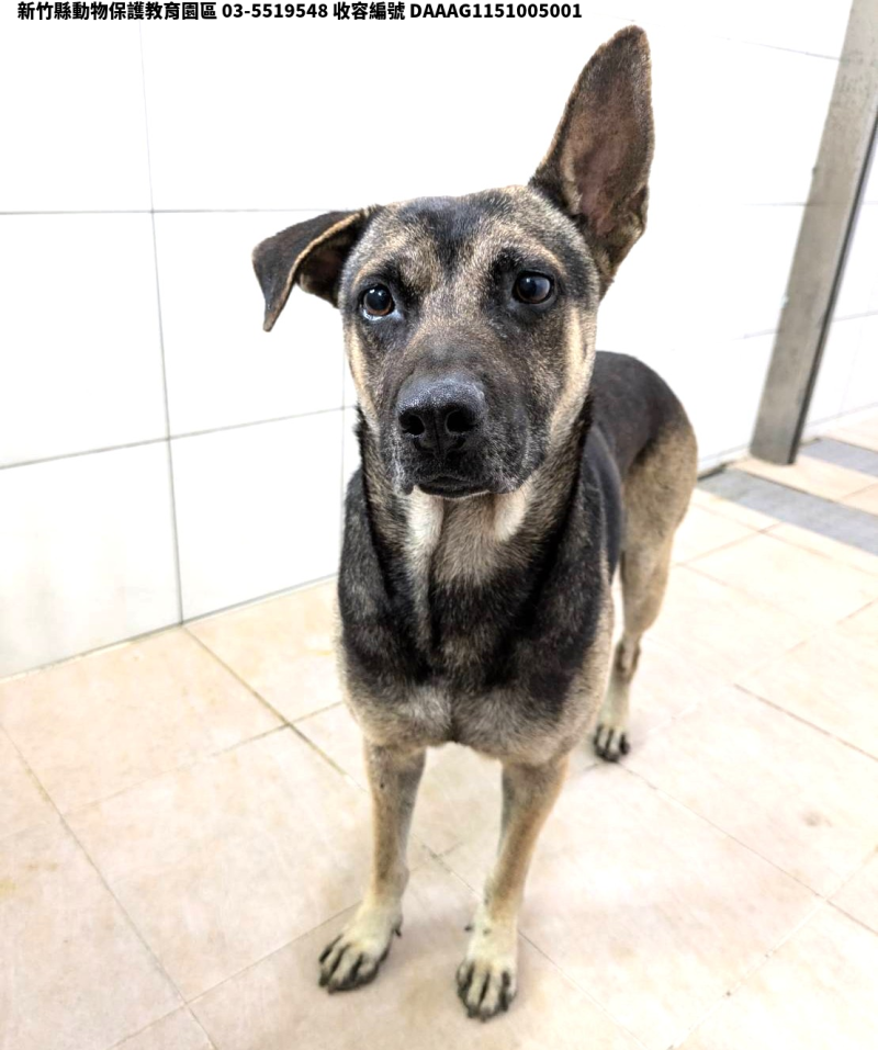 領養中型黑黃色公犬