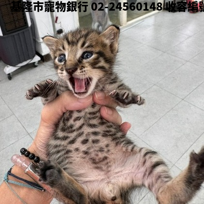 領養小型虎斑色公貓