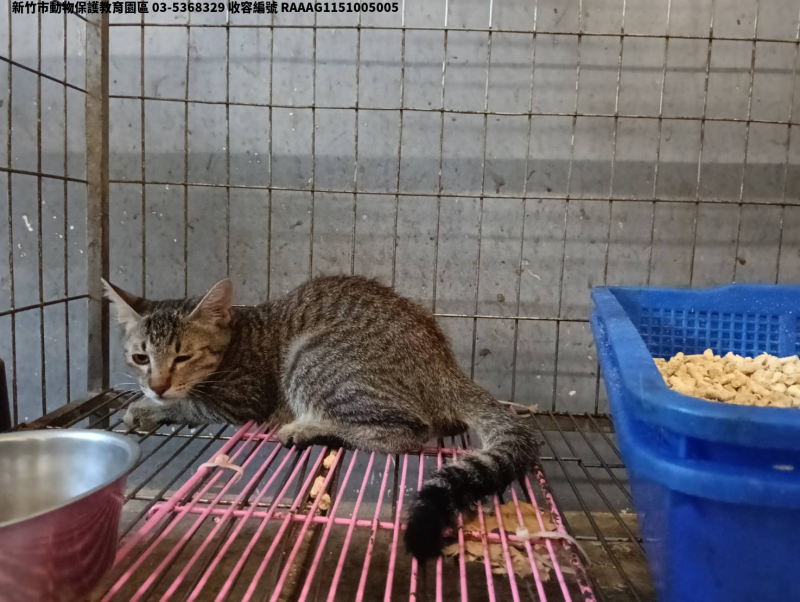 領養中型虎斑色公貓