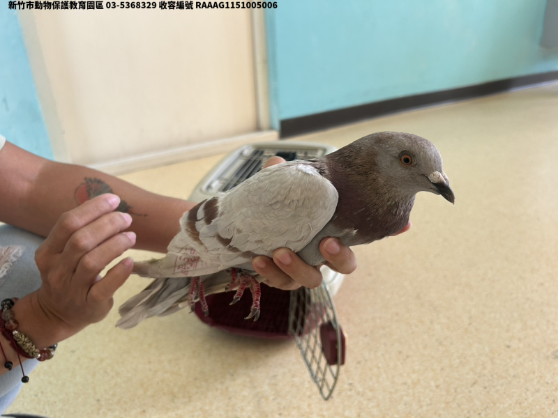 領養小型灰色公其他