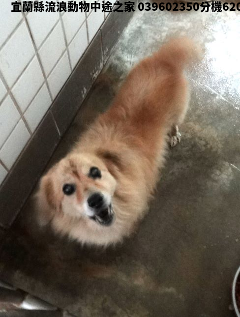 領養中型黃色公犬