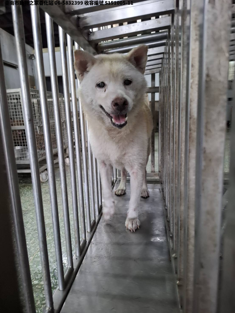 領養中型白色母犬