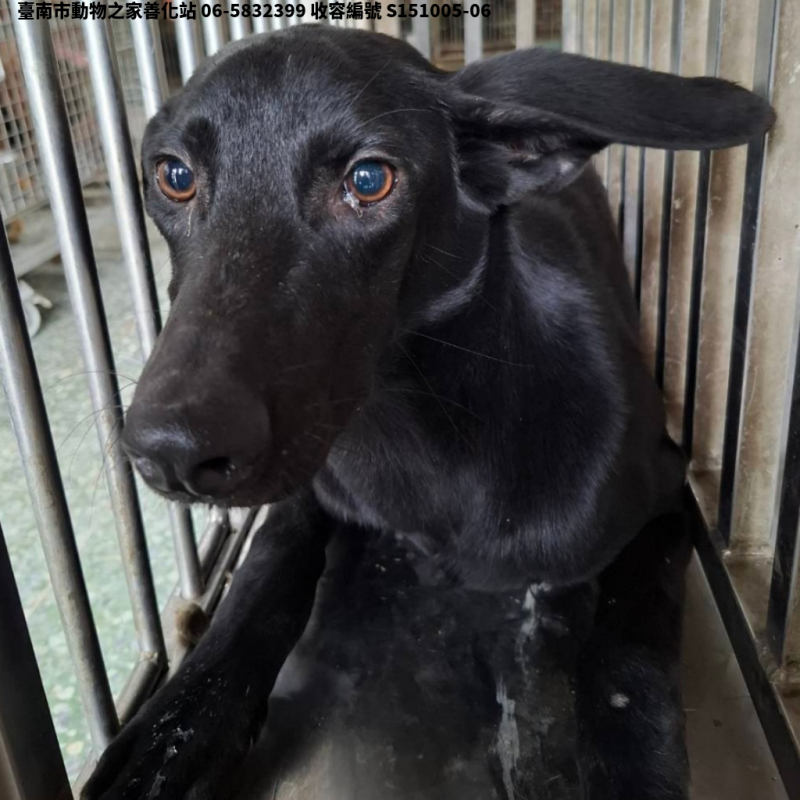 領養中型黑色公犬
