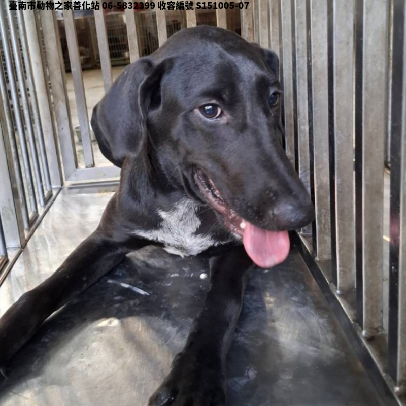 領養大型黑色公犬