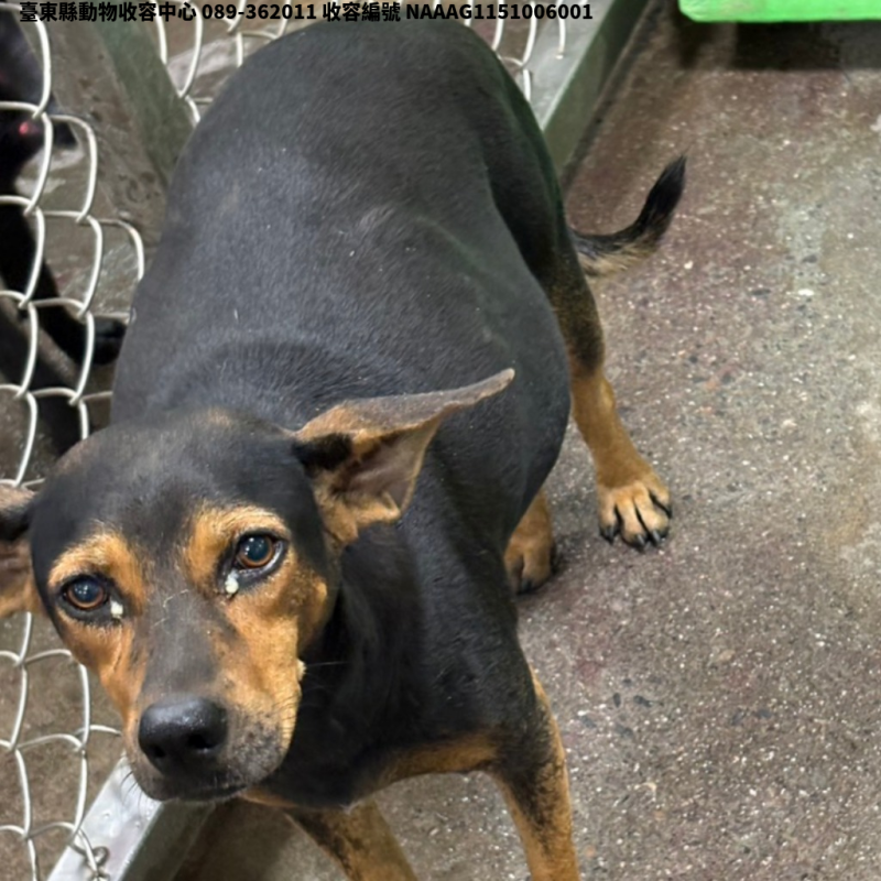 領養中型棕黑色母犬
