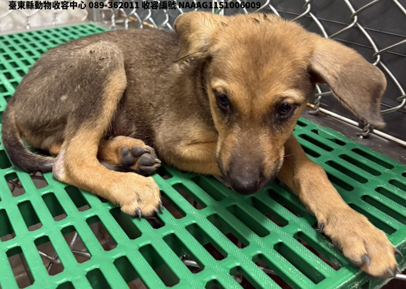 領養小型棕色母犬