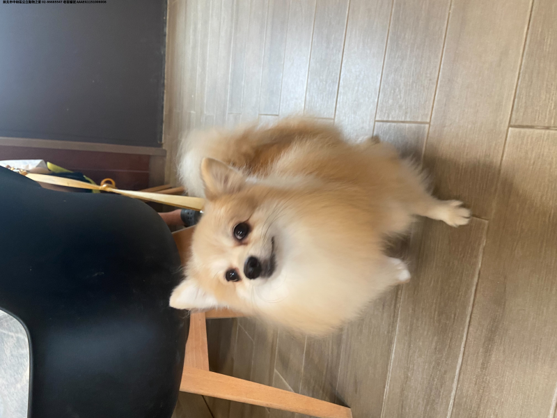 領養小型黃白色母犬