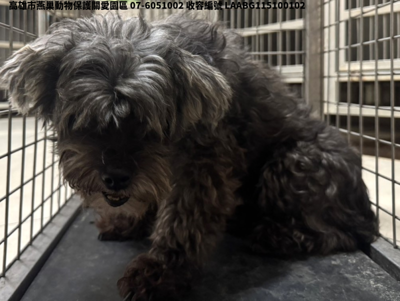領養中型灰色母犬