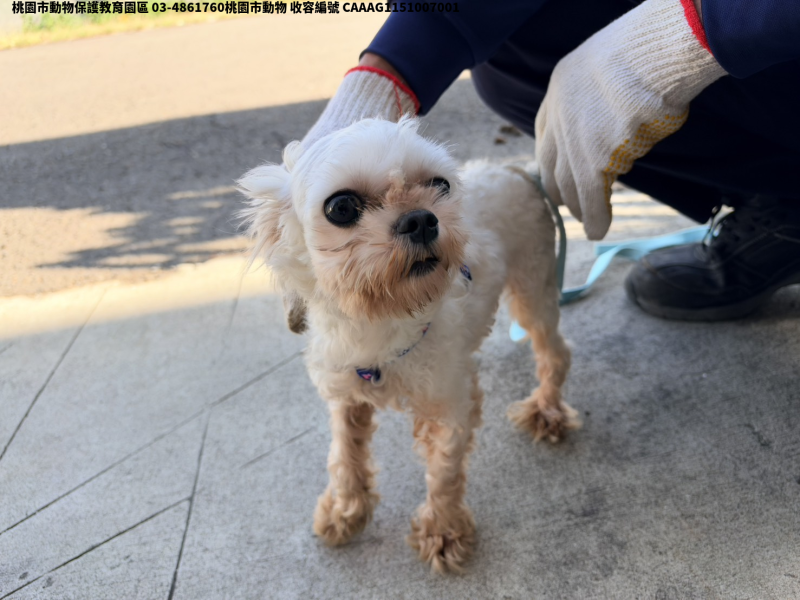 領養小型白色公犬