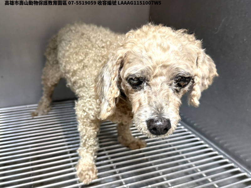 領養中型棕色公犬