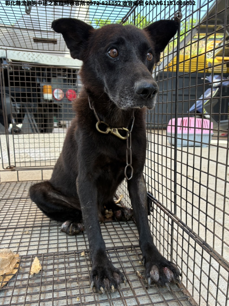 領養中型黑色公犬