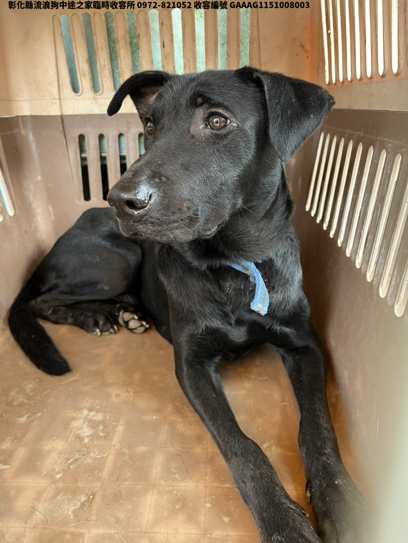 領養中型黑色公犬