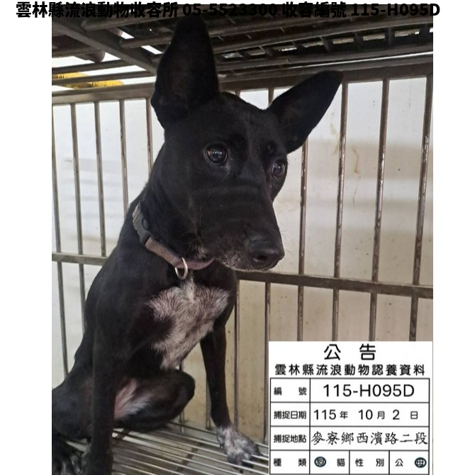 領養中型黑色母犬