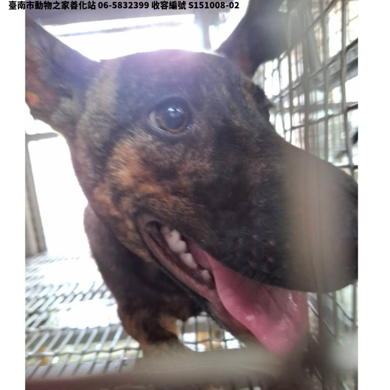 領養大型虎斑色母犬