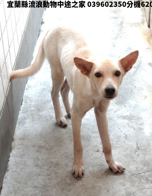 領養中型白色公犬