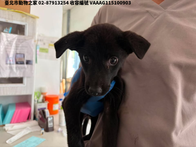 領養小型黑色公犬
