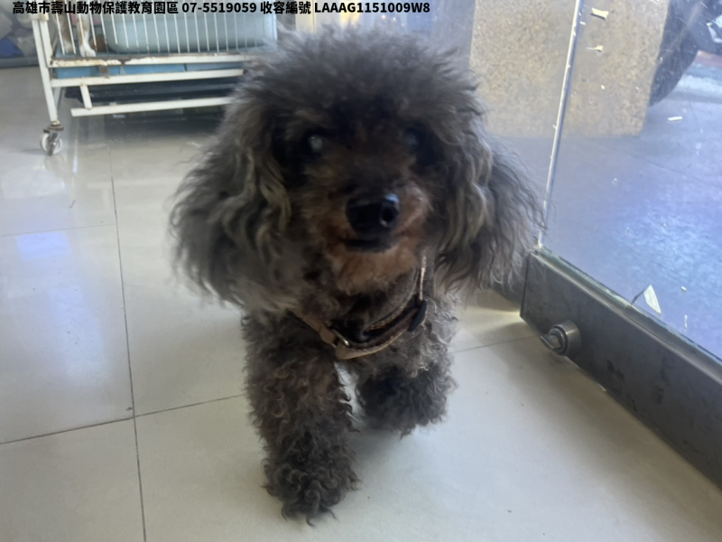 領養小型灰色公犬