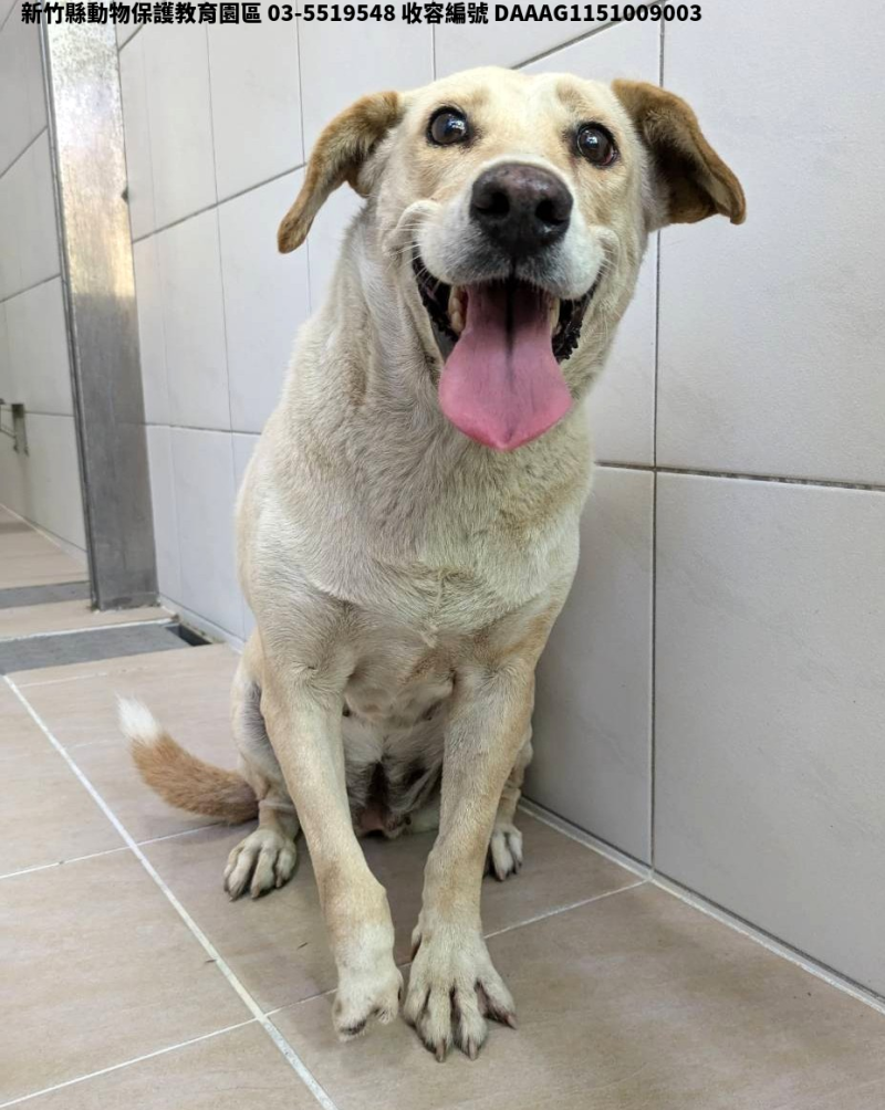 領養中型白色母犬