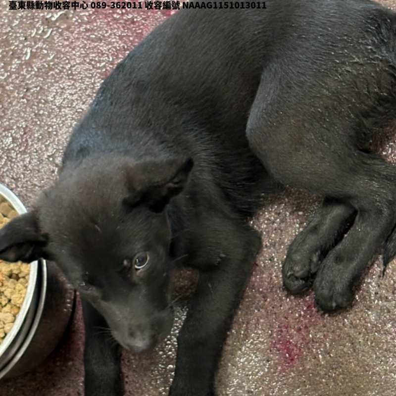 領養中型黑色公犬