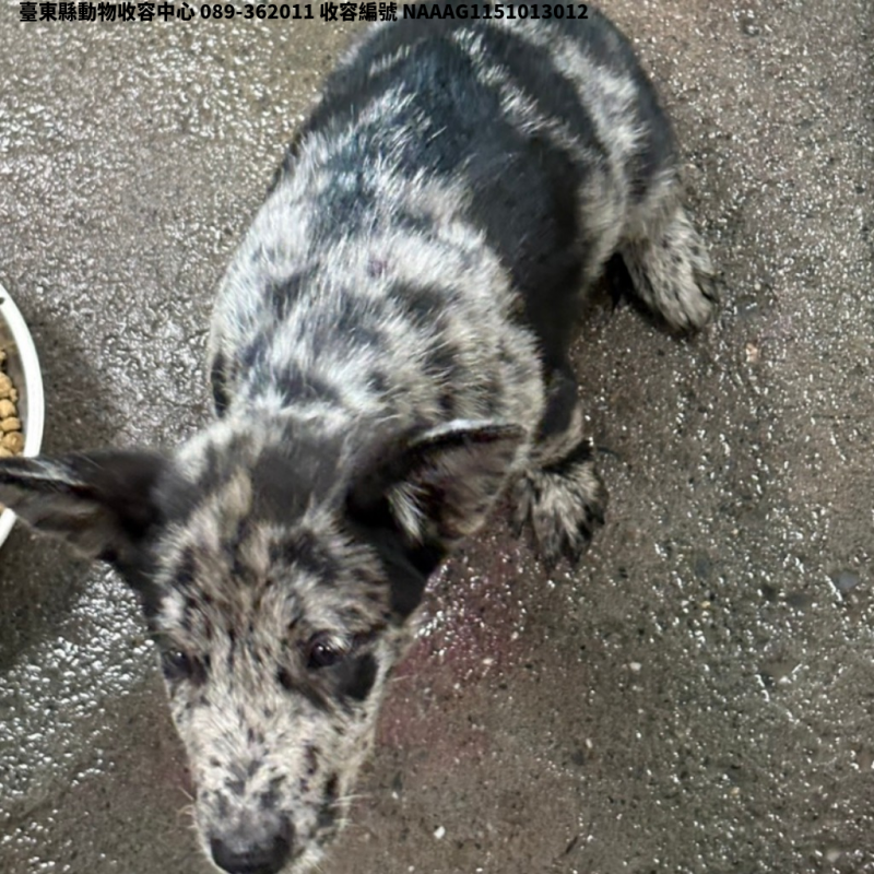 領養中型黑白色公犬
