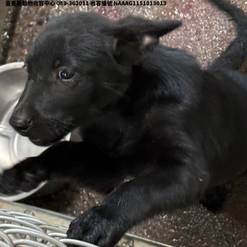 領養中型黑色母犬