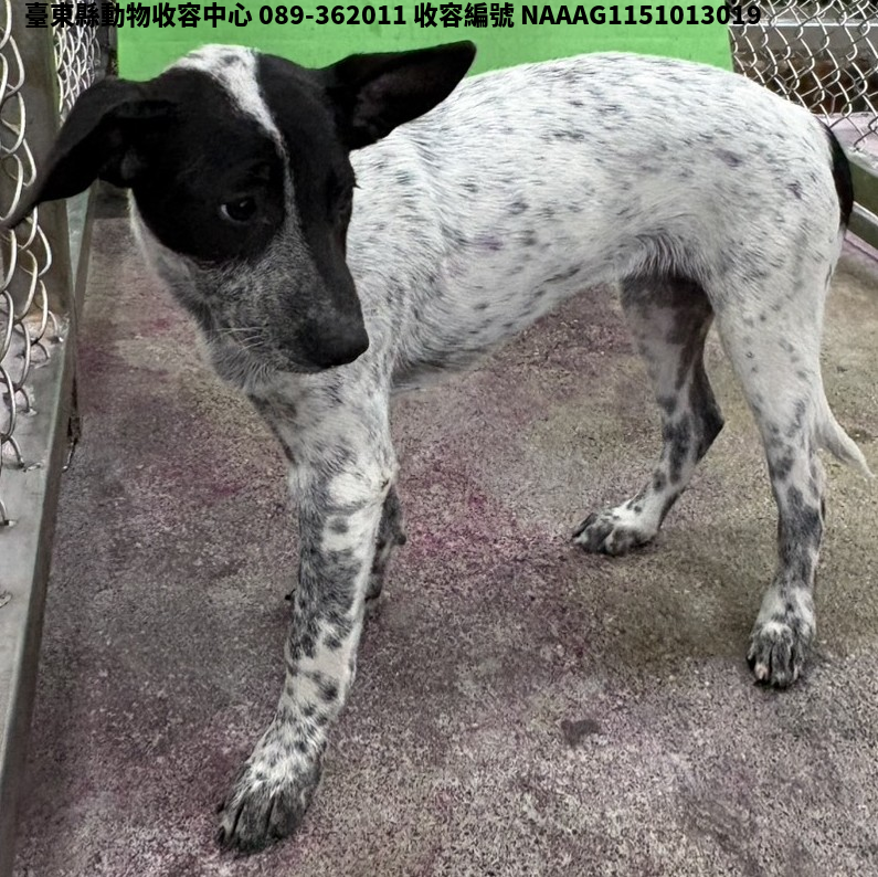 領養小型黑白色母犬