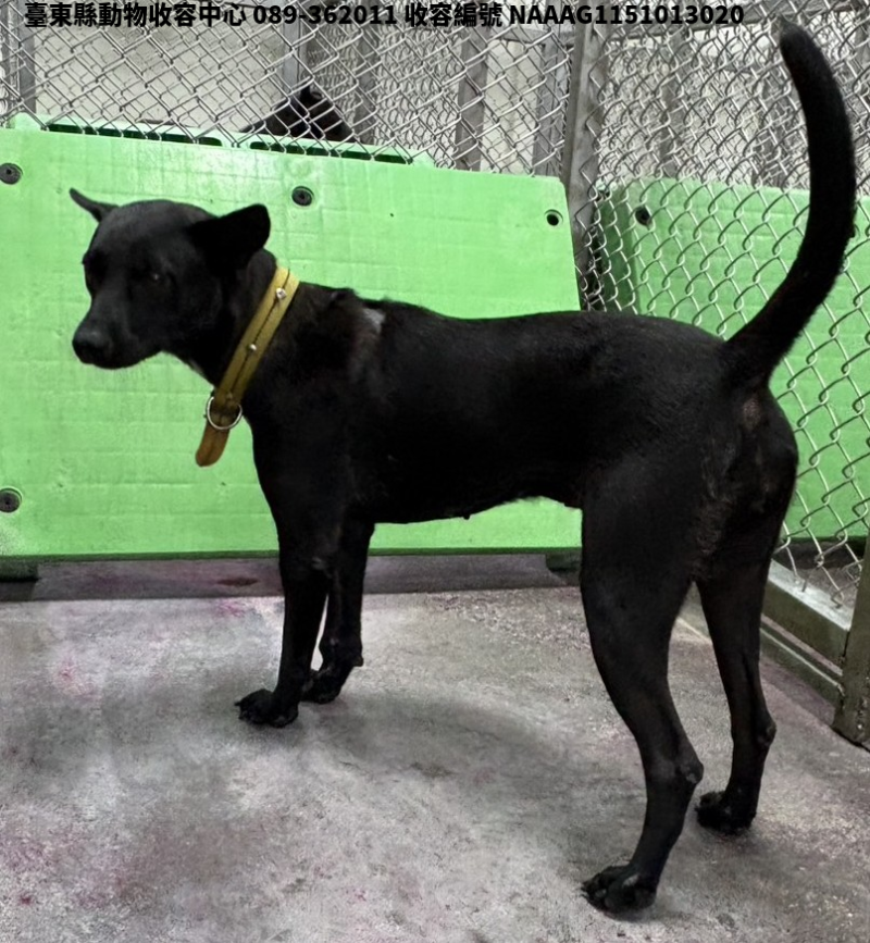 領養中型黑色母犬
