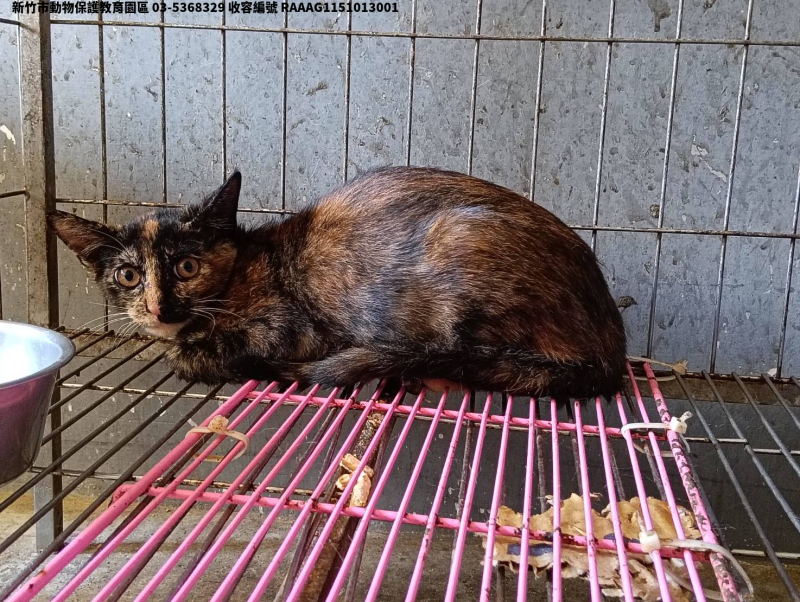 領養中型母貓