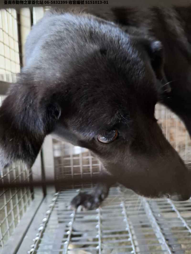 領養中型黑色公犬
