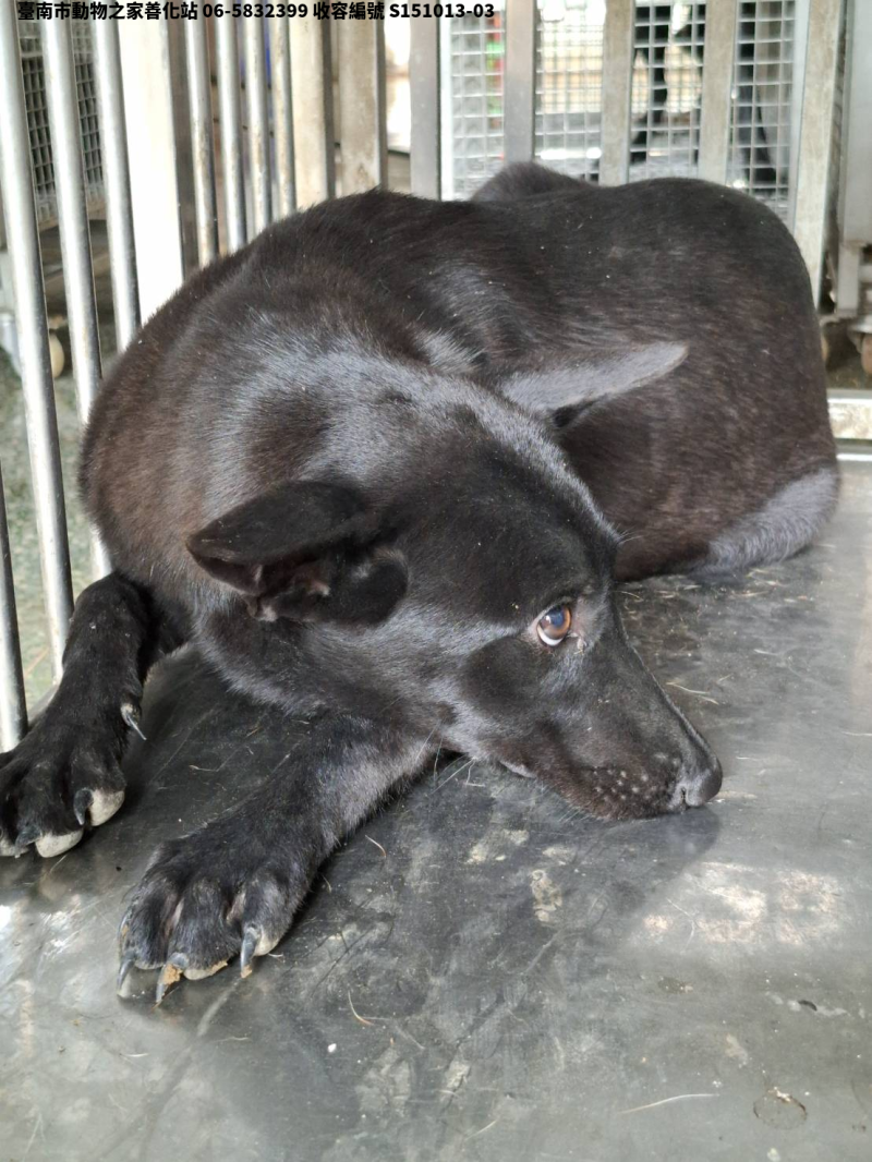 領養中型黑色母犬