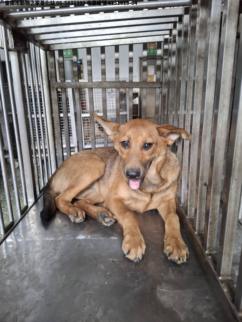 領養中型黃色母犬