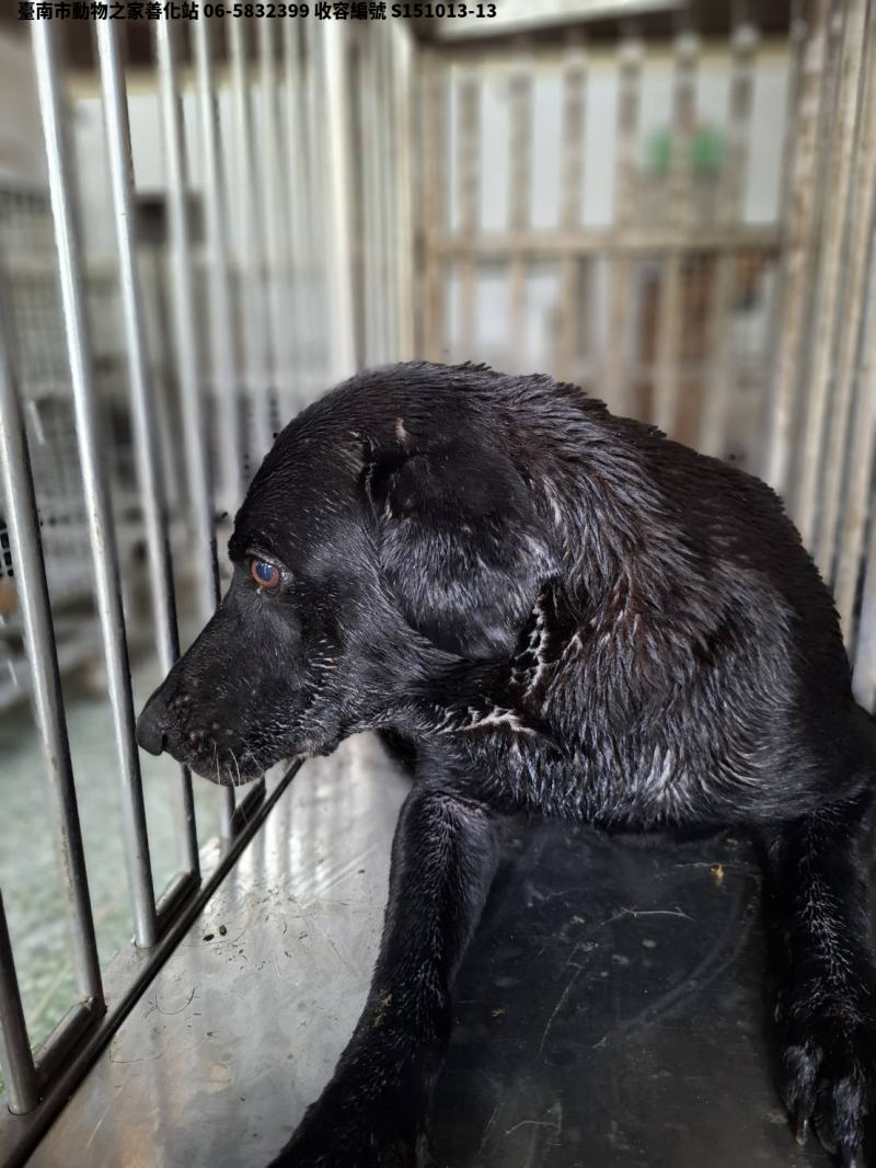 領養中型黑色公犬