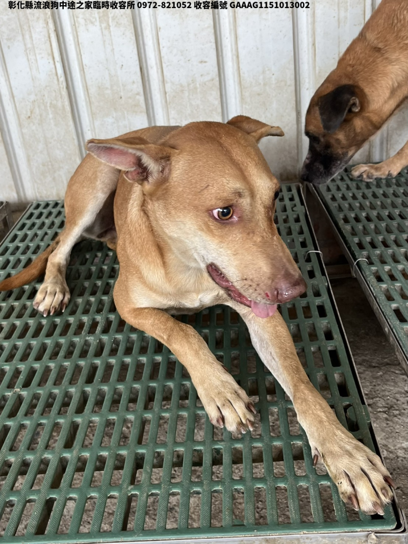 領養中型黃色母犬