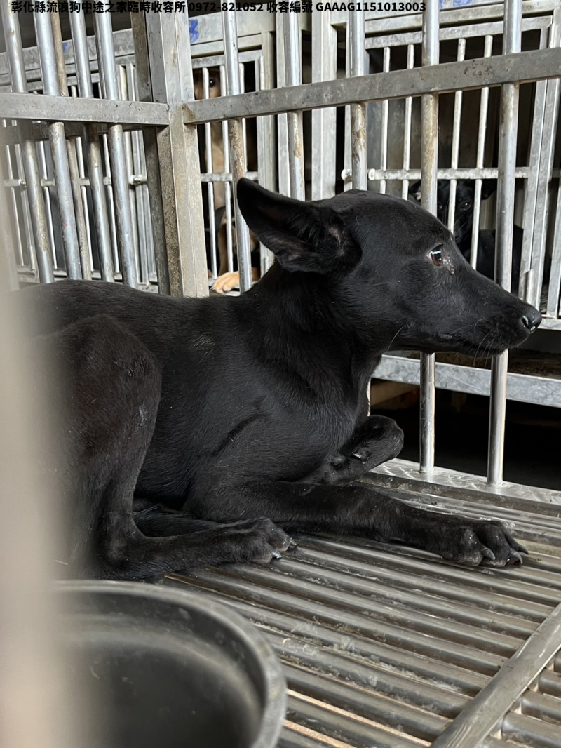 領養小型黑色母犬