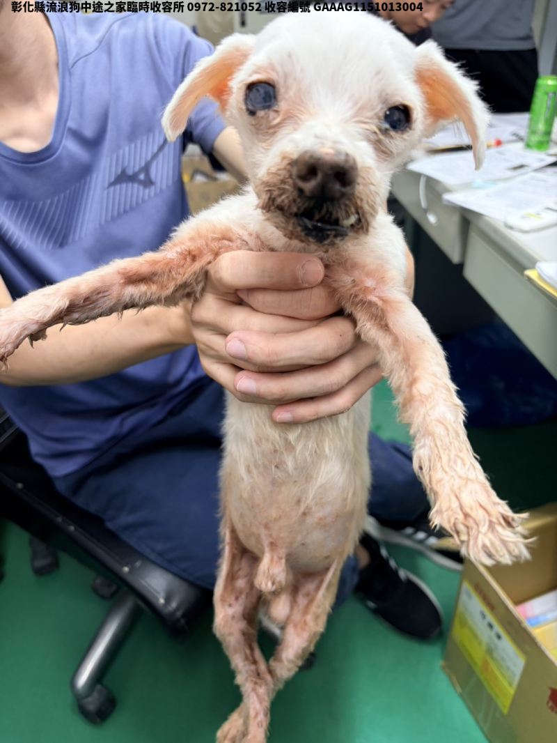 領養小型白色公犬
