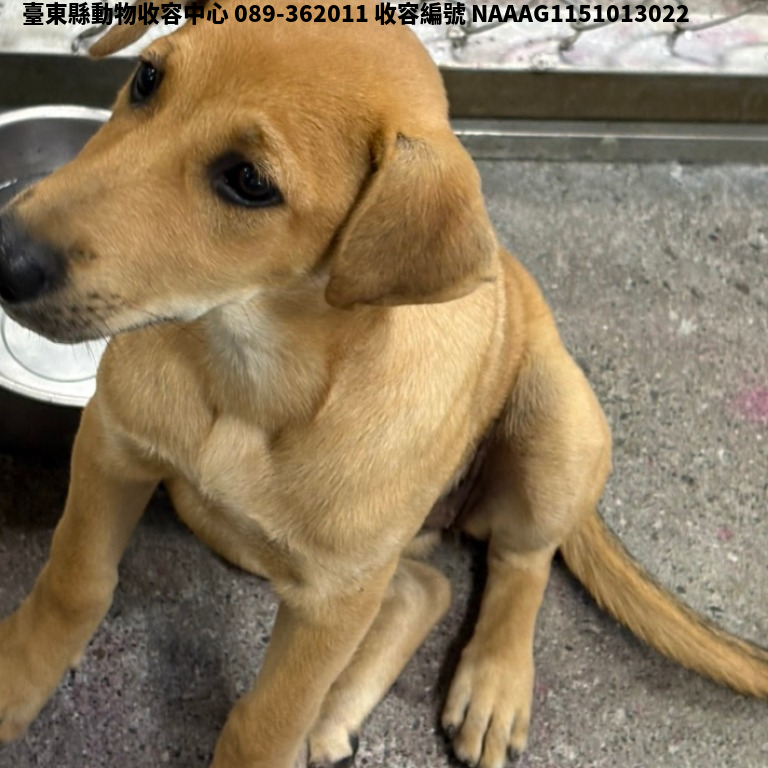 領養中型黃色母犬