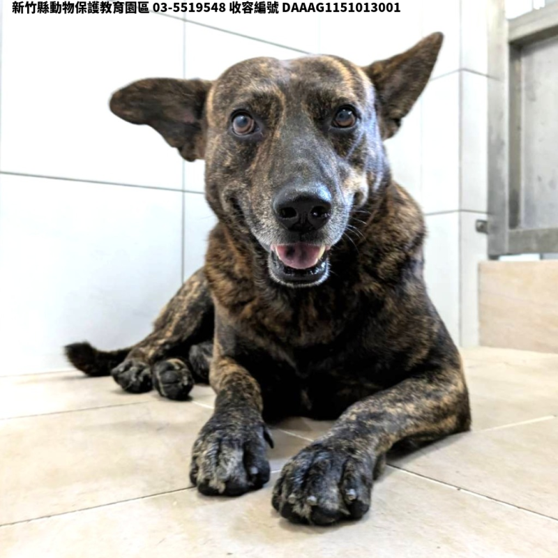 領養中型虎斑色公犬