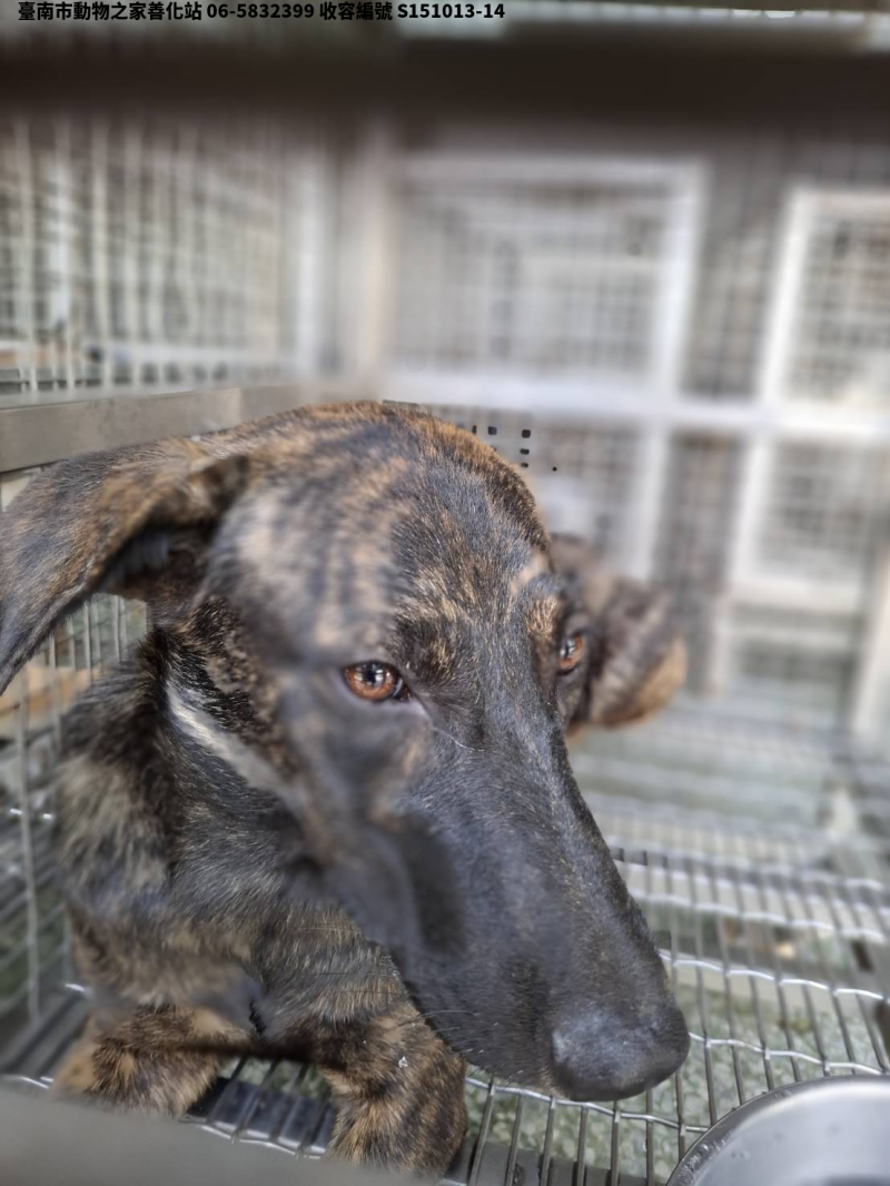 領養中型虎斑色母犬
