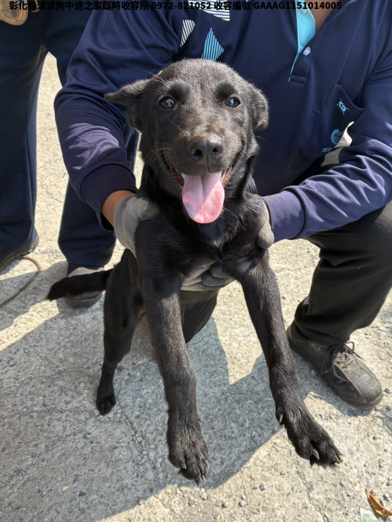 領養小型黑色母犬