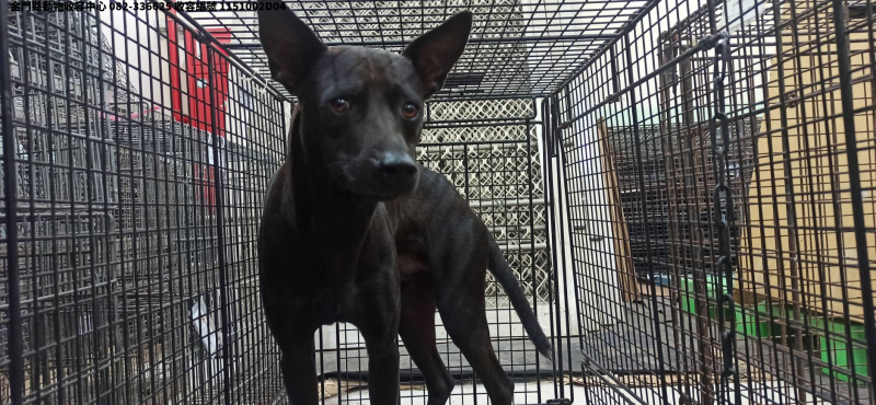 領養中型黑色公犬