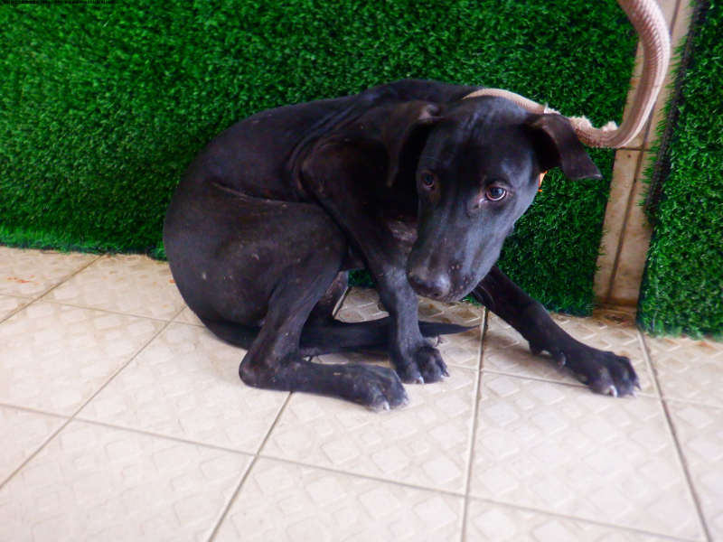 領養中型黑色公犬