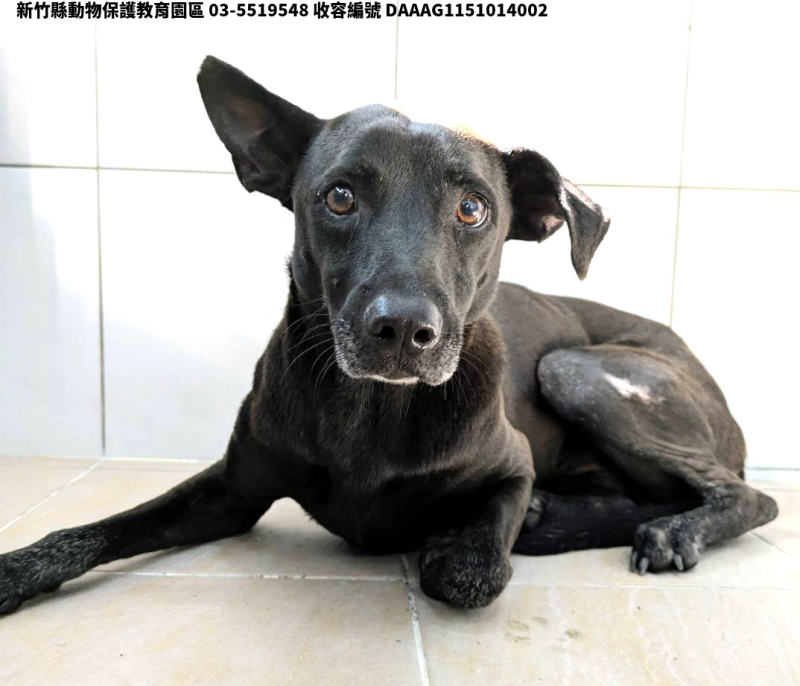 領養中型黑色母犬