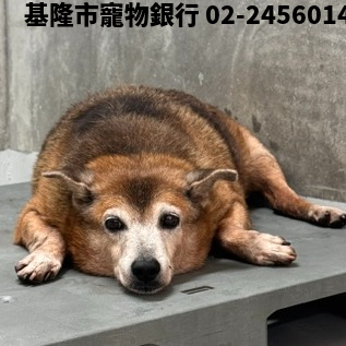 領養大型棕色公犬