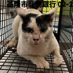 領養大型黑白色公貓