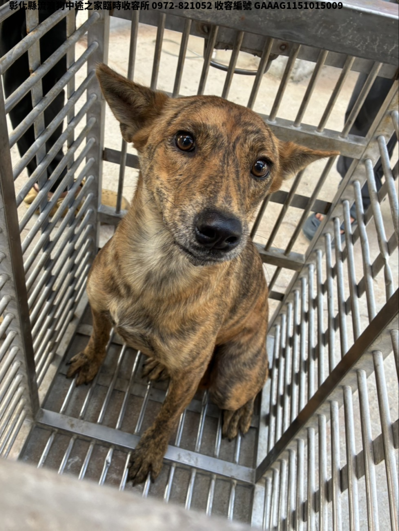 領養中型虎斑色母犬