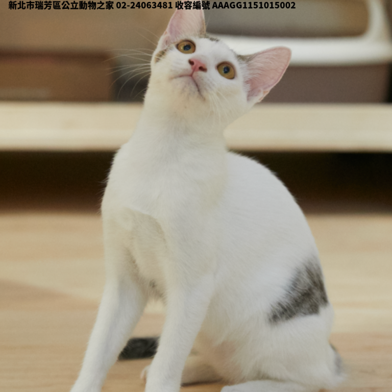領養中型虎斑白色公貓