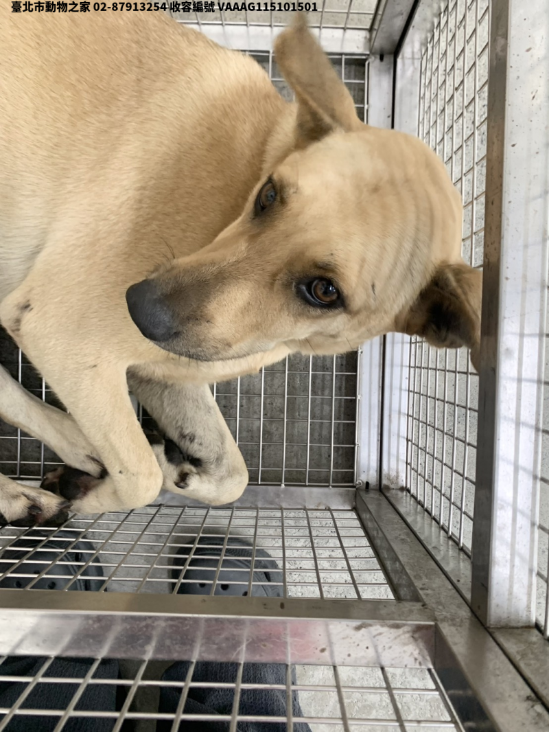 領養中型黃色母犬