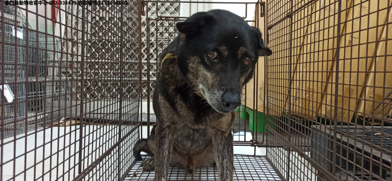 領養中型黑灰色公犬